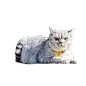 猫png