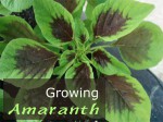 Growing Amaranth - How to grow Amaranth Plant