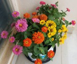 Growing Zinnias - How to grow ZInnia flowers