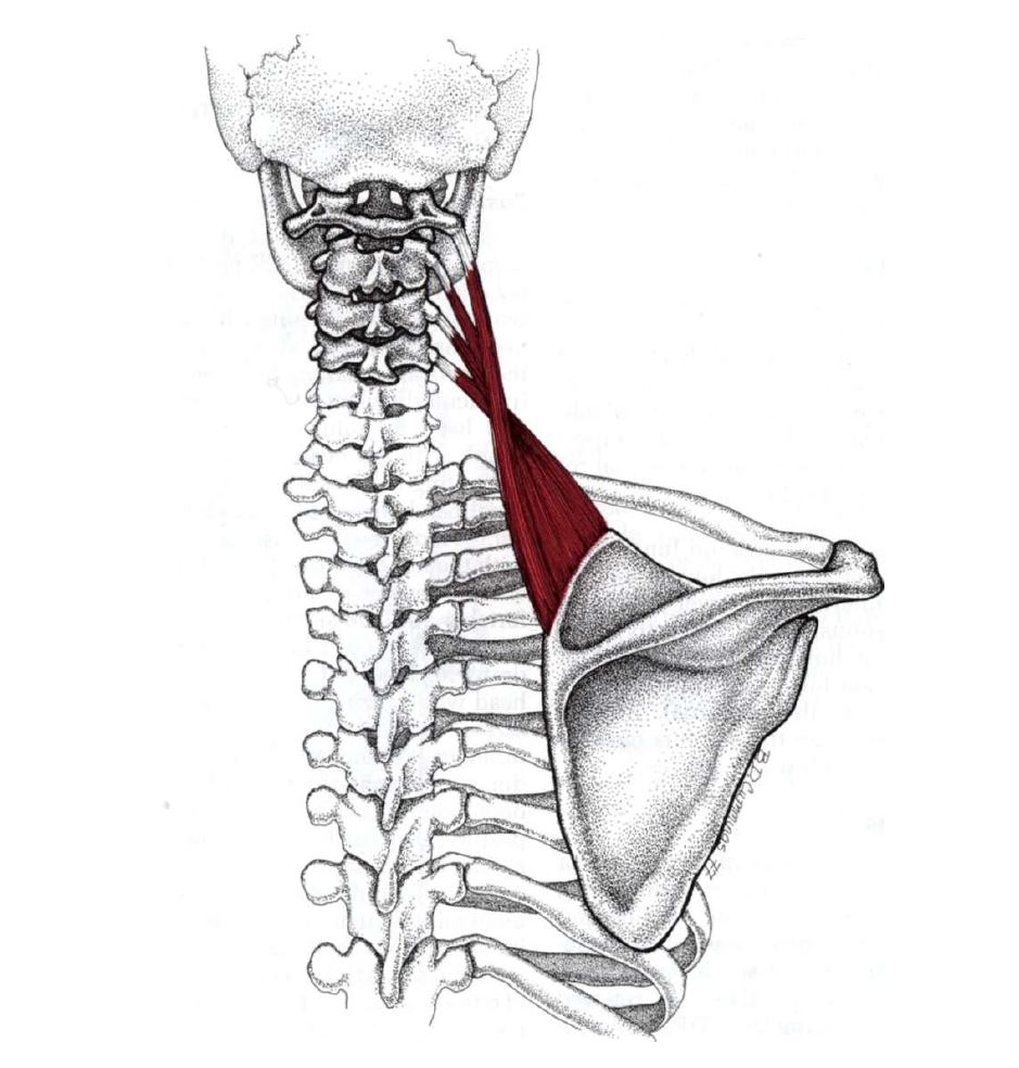 Levator Scapulae Muscle - Geelong Myotherapy & Wellness Centre