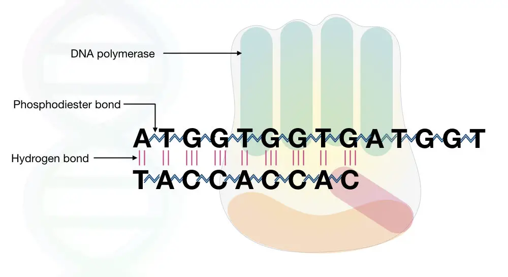 The hydrogen bonds and phosphodiester bonds between nucleotides