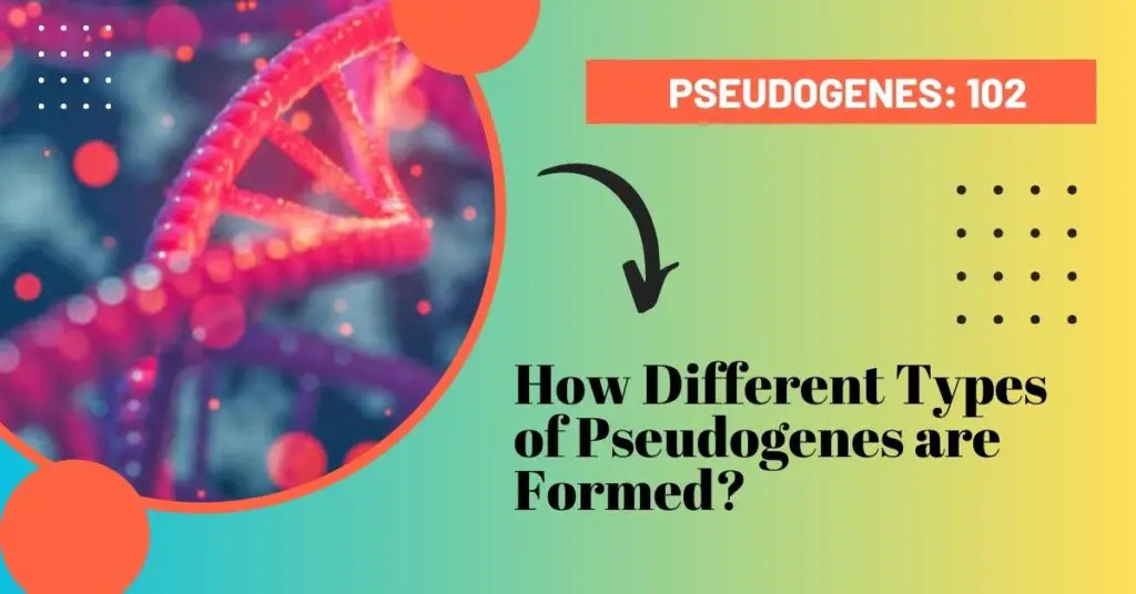 How different types of pseudogenes are formed?