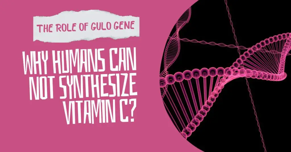 Why Humans Can not Synthesize Vitamin C? The Role of GULO Pseudogene