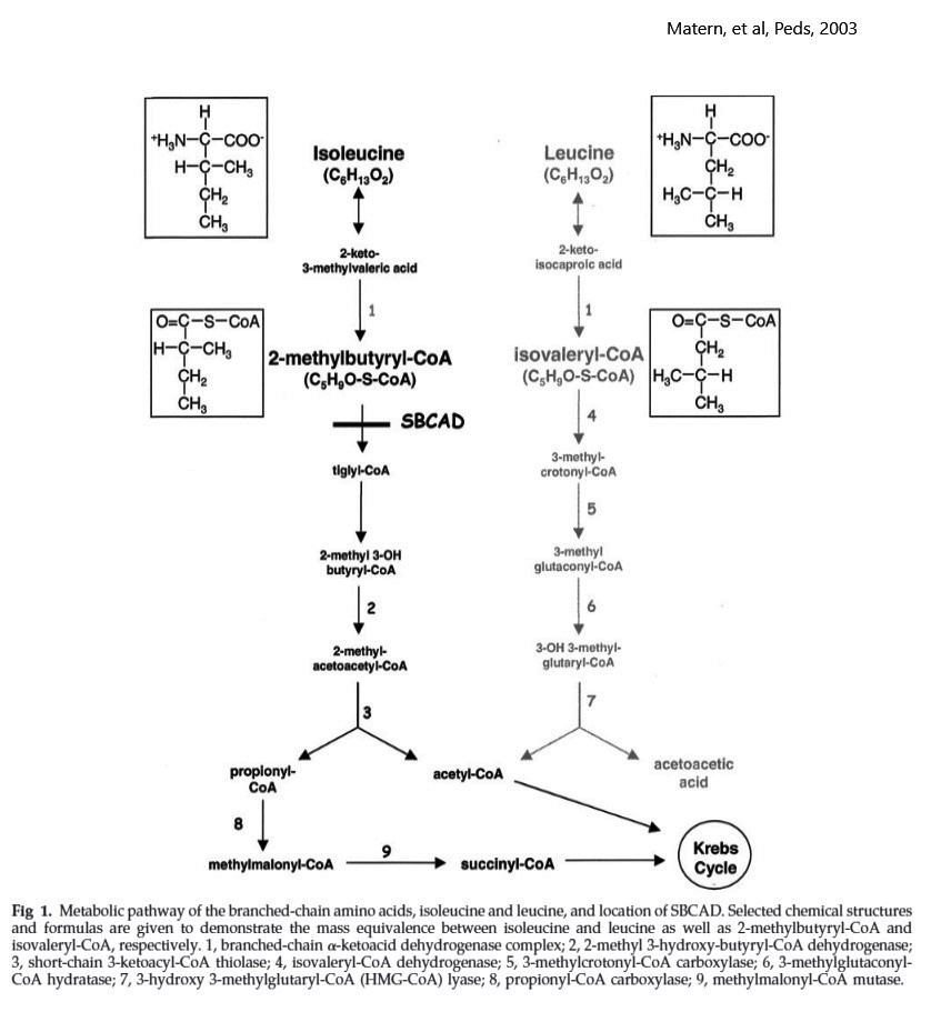 Metabolic Pathways » Division of Genetics and Metabolism » College of ...