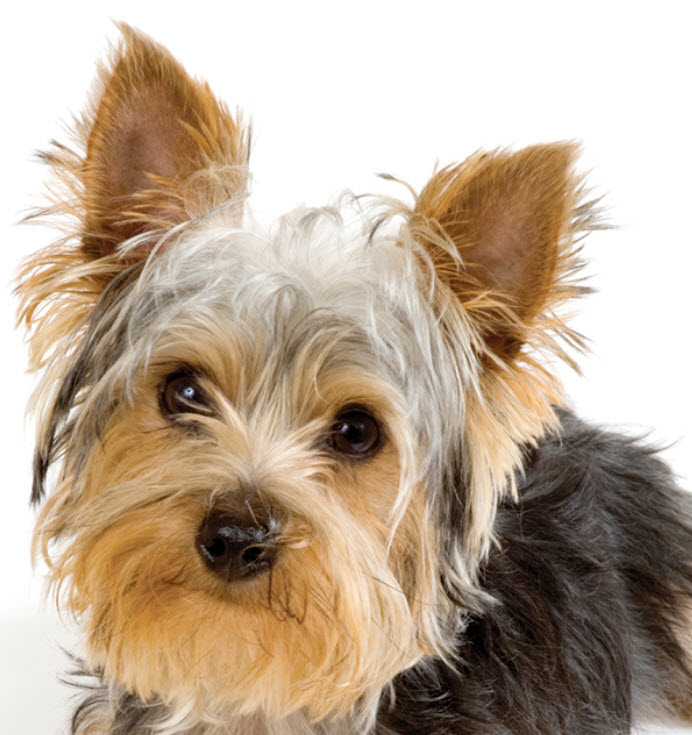 Learn About The Yorkshire Terrier Dog Breed From A Trusted Veterinarian