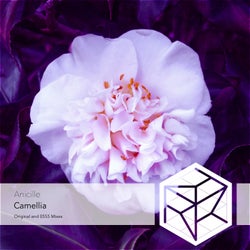 Camellia