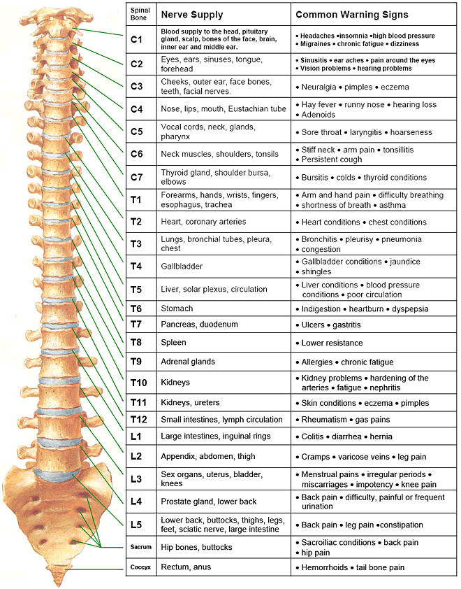 Spinal Nerve Diagram Chart