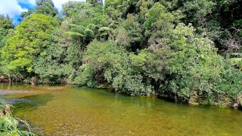 Upper Reaches of the Wainuiomata River