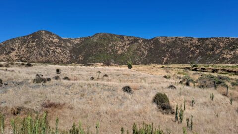 Parched Farmland in Wainuiomata