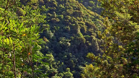 Nikau Creek Valley View