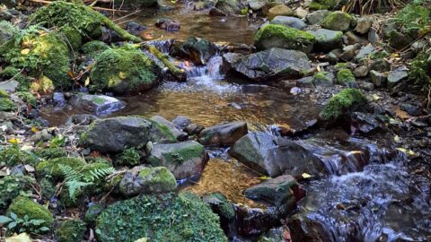 Nikau Creek in Wainuiomata