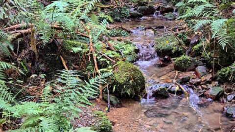 Unnamed Creek in Wainuiomata Regional Park