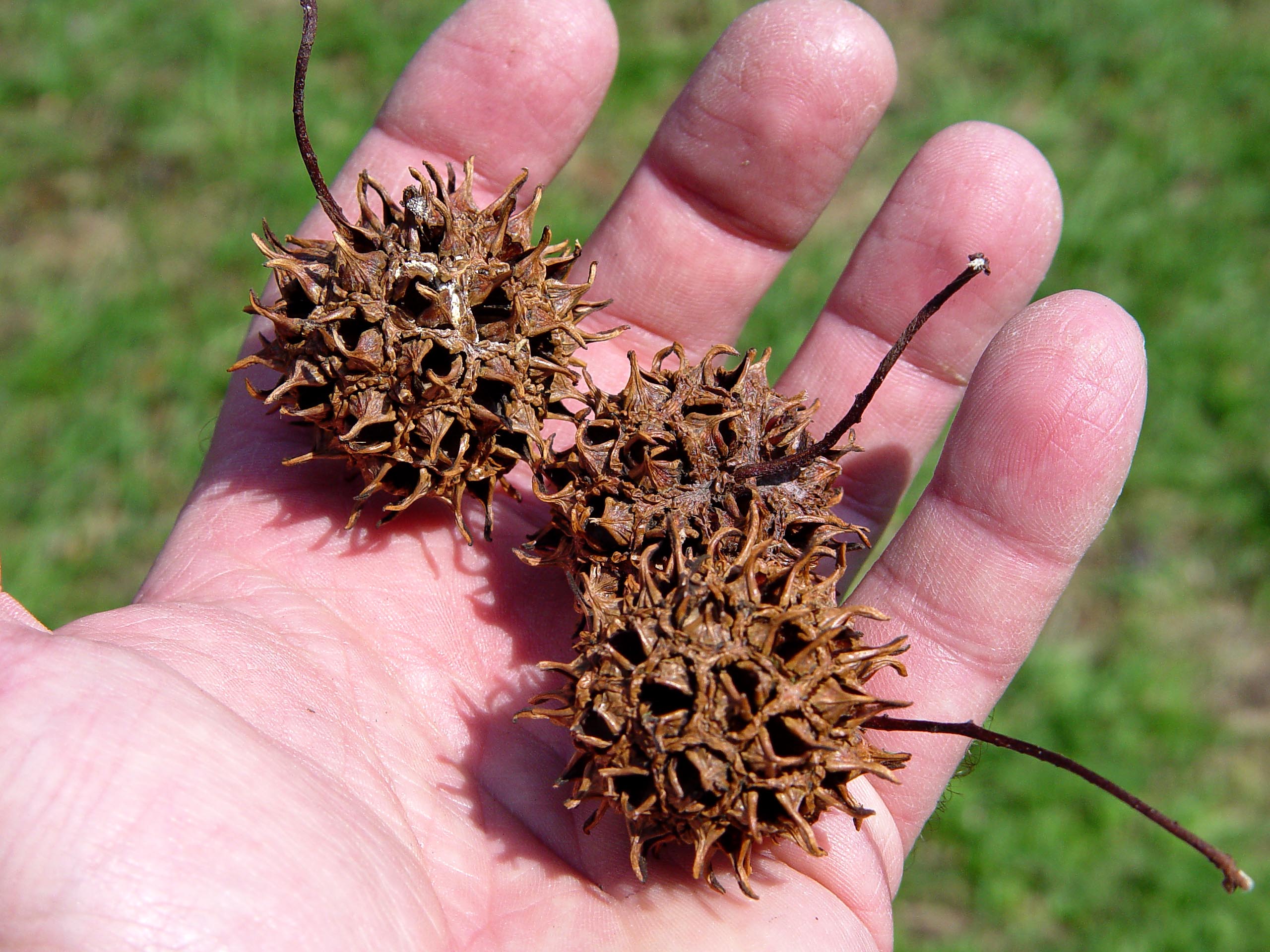 14 Dirtiest Messiest Trees To Not Plant In Your Yard Tree