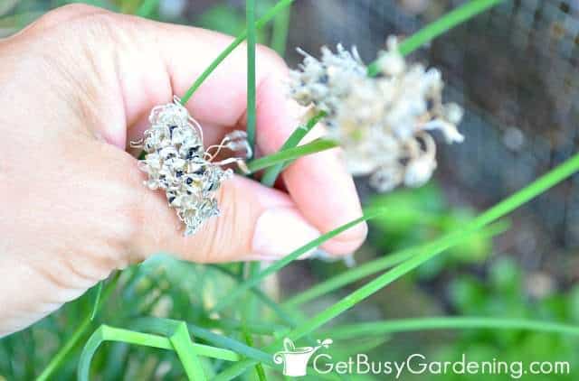 Deadheading chive flowers