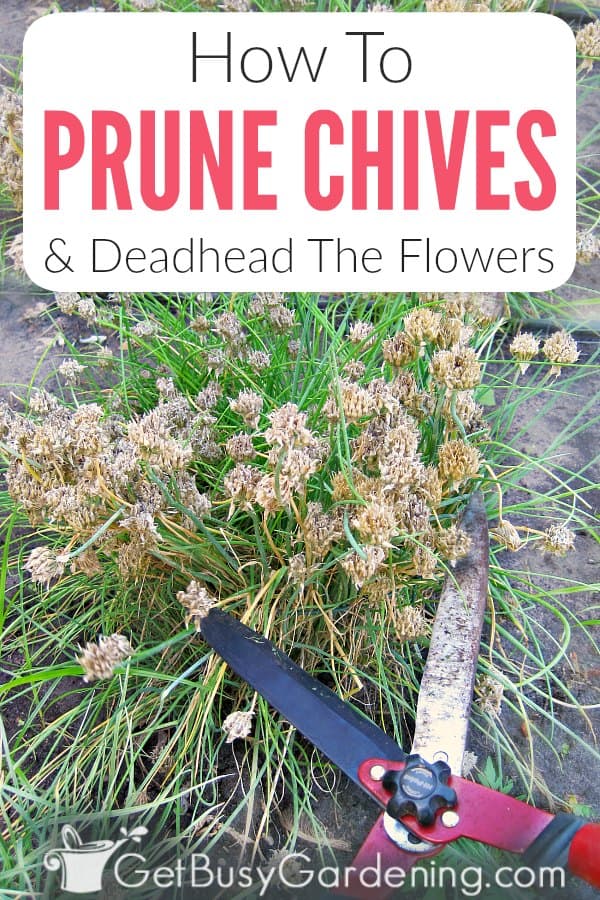 How To Prune Chives & Deadhead The Flowers