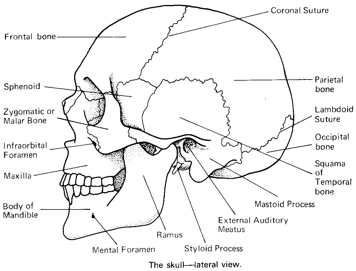 Axial Skeleton Labeling Worksheet