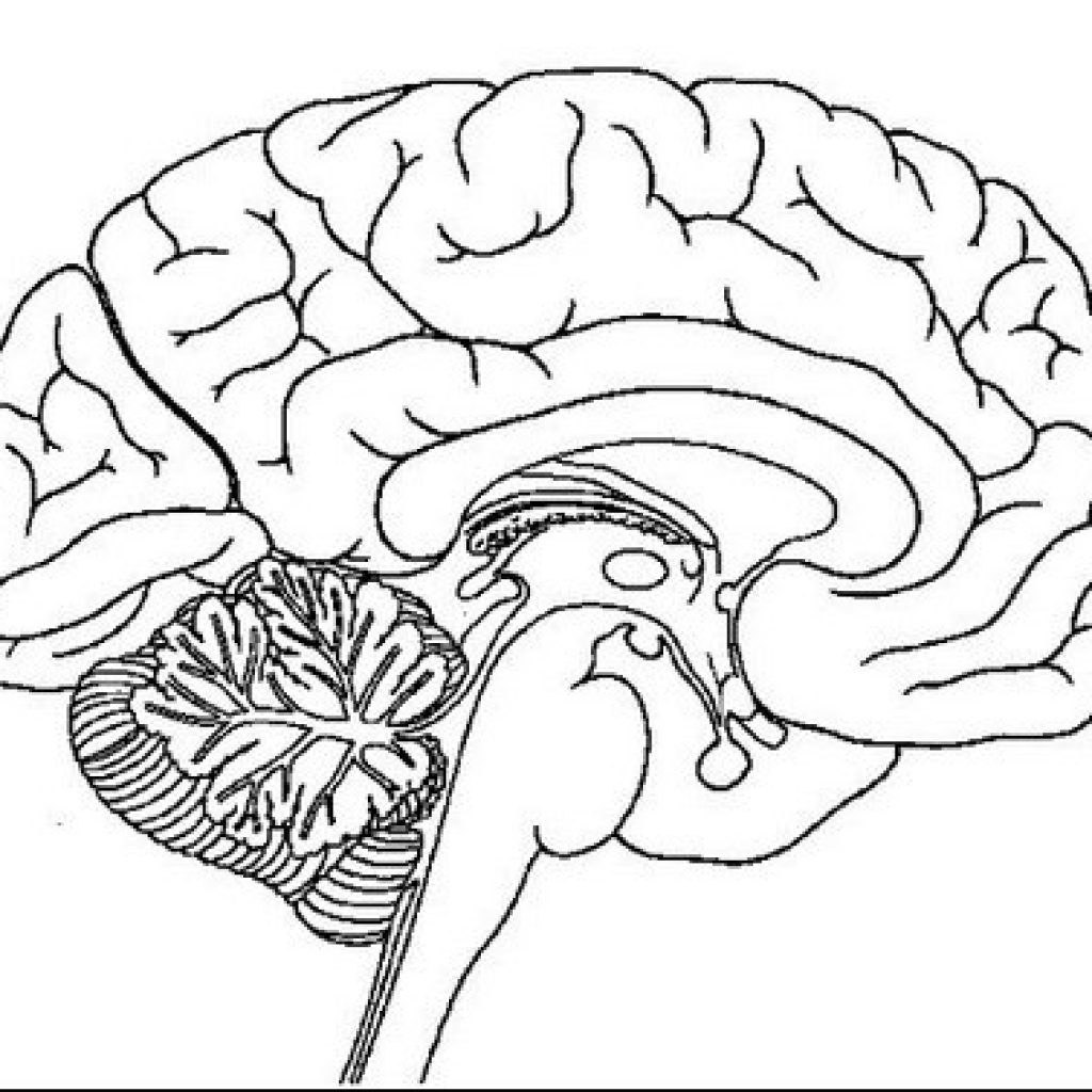 Cerebro Desenho Para Colorir Ultra Coloring Pages Images