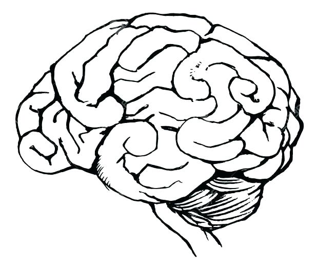 Human Brain Coloring Pages