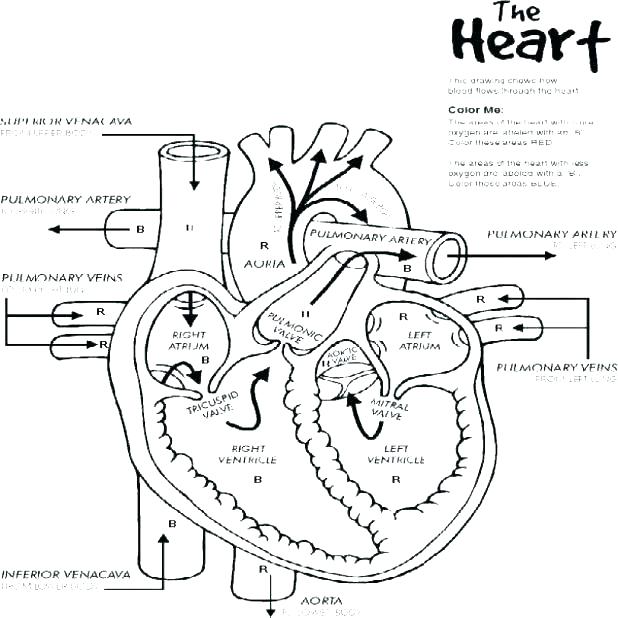 Human Heart Coloring Pages at GetColorings.com | Free printable ...