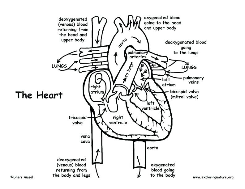 Human Heart Coloring Pages at GetColorings.com | Free printable ...