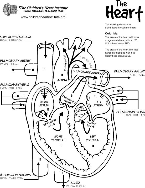 Human Heart Coloring Pages at GetColorings.com | Free printable ...