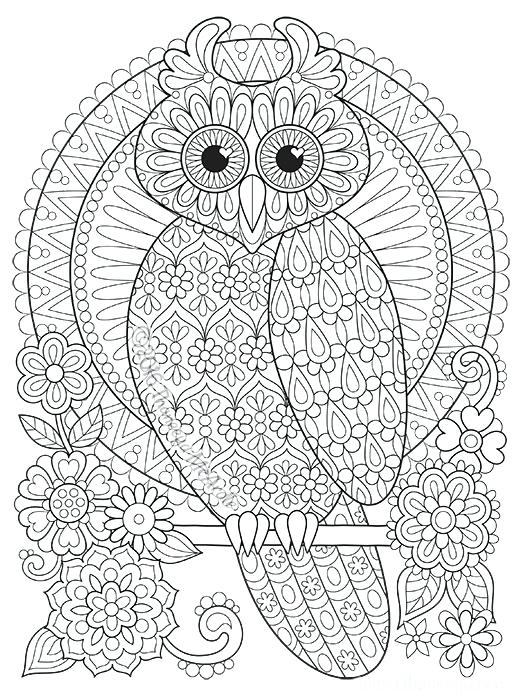 Owl Coloring Pages at GetColorings.com | Free printable colorings pages ...