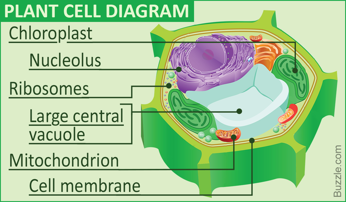 [DIAGRAM] Animal Cell And Plant Cell Diagram Labeled - MYDIAGRAM.ONLINE