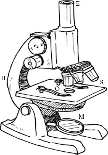 Compound Light Microscope Drawing at GetDrawings | Free download