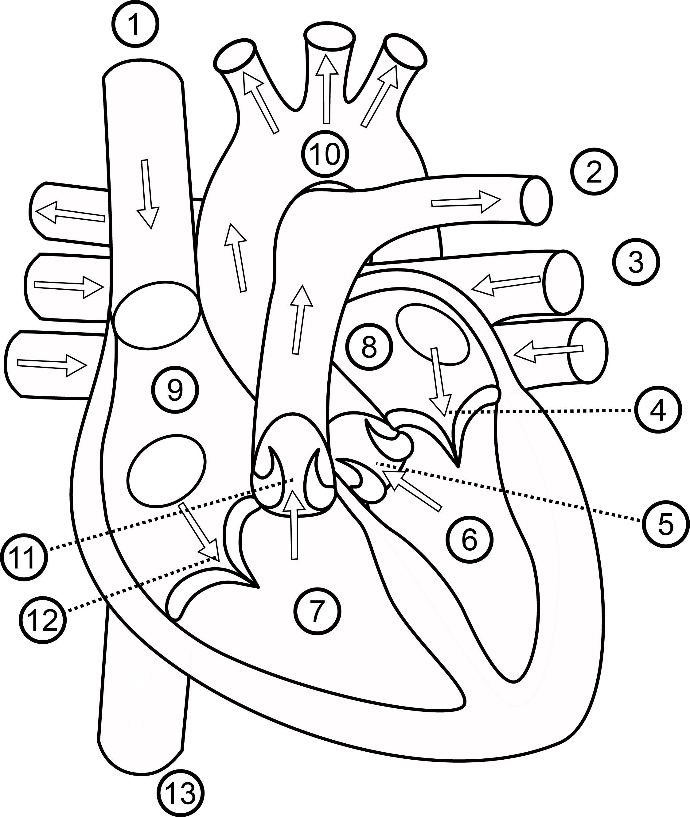 Printable Heart Anatomy Coloring Pages