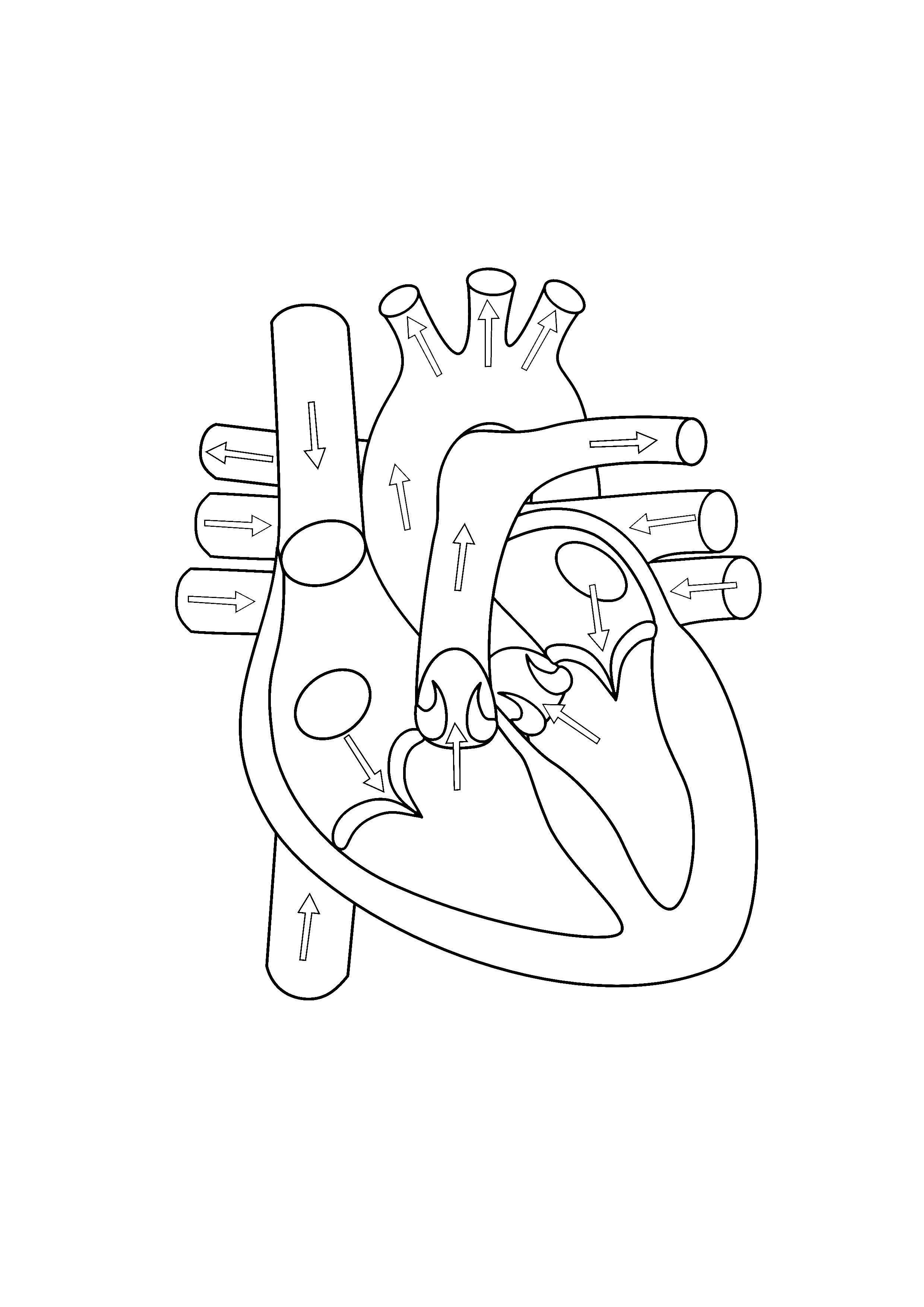 Human Heart Drawing Outline at GetDrawings | Free download