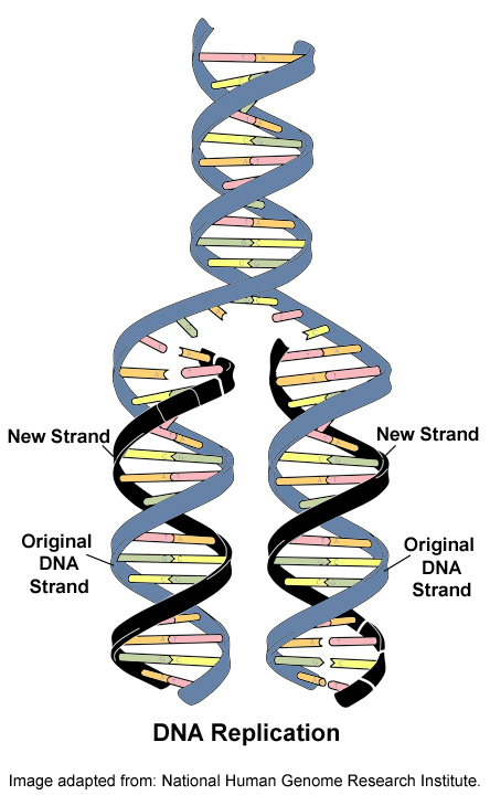 Dna Drawing Labeled at GetDrawings | Free download