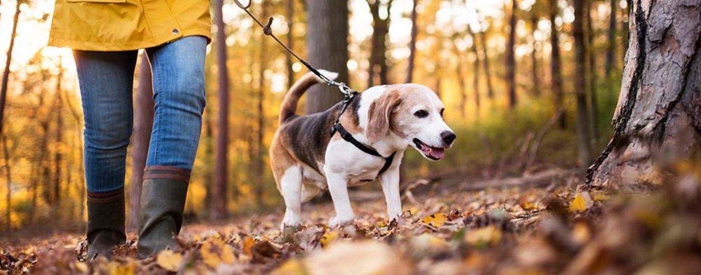 forest walkies dog on lead