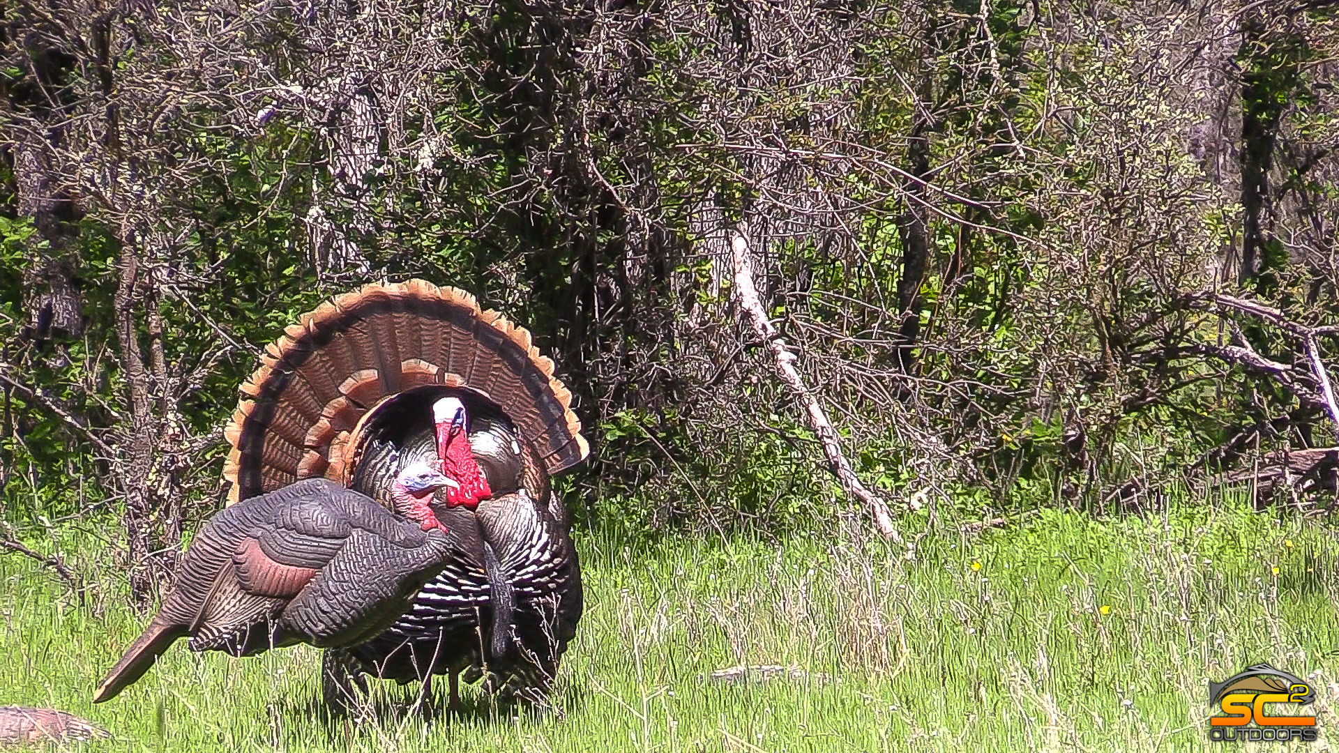 Utah Spring Turkey Hunt 2024 - Nanni Valerye