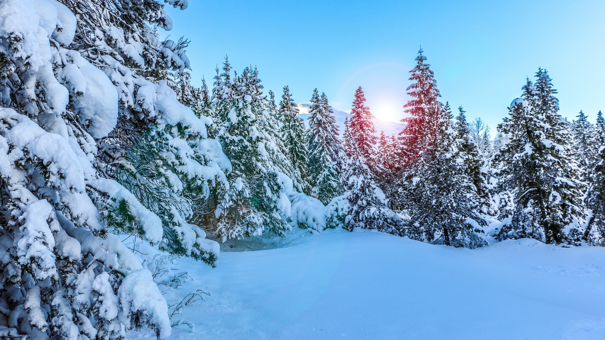 Wallpaper 4k Pine Trees Along Lake 4k Wallpaper