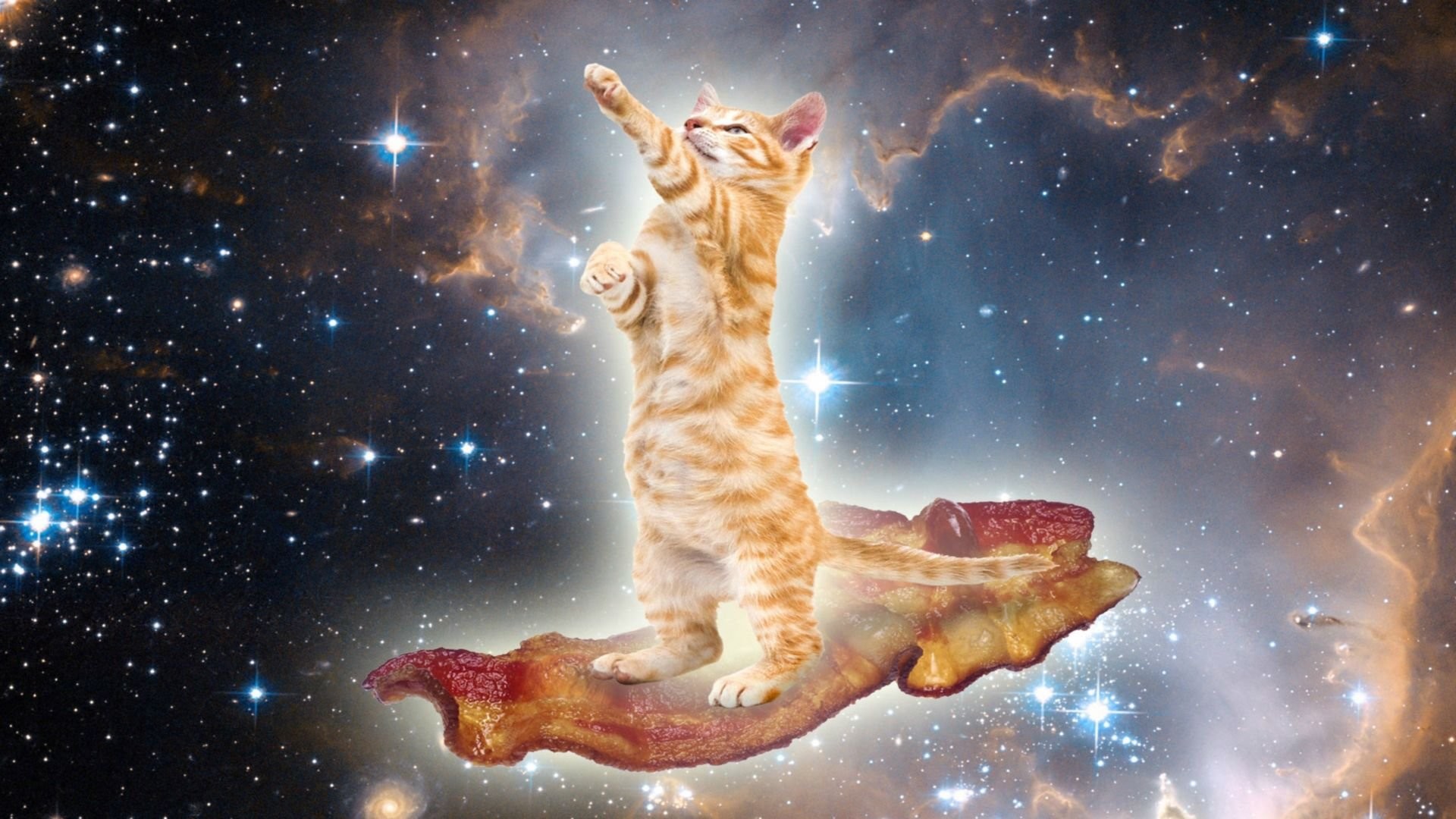 Space cat cat space HD phone wallpaper  Peakpx