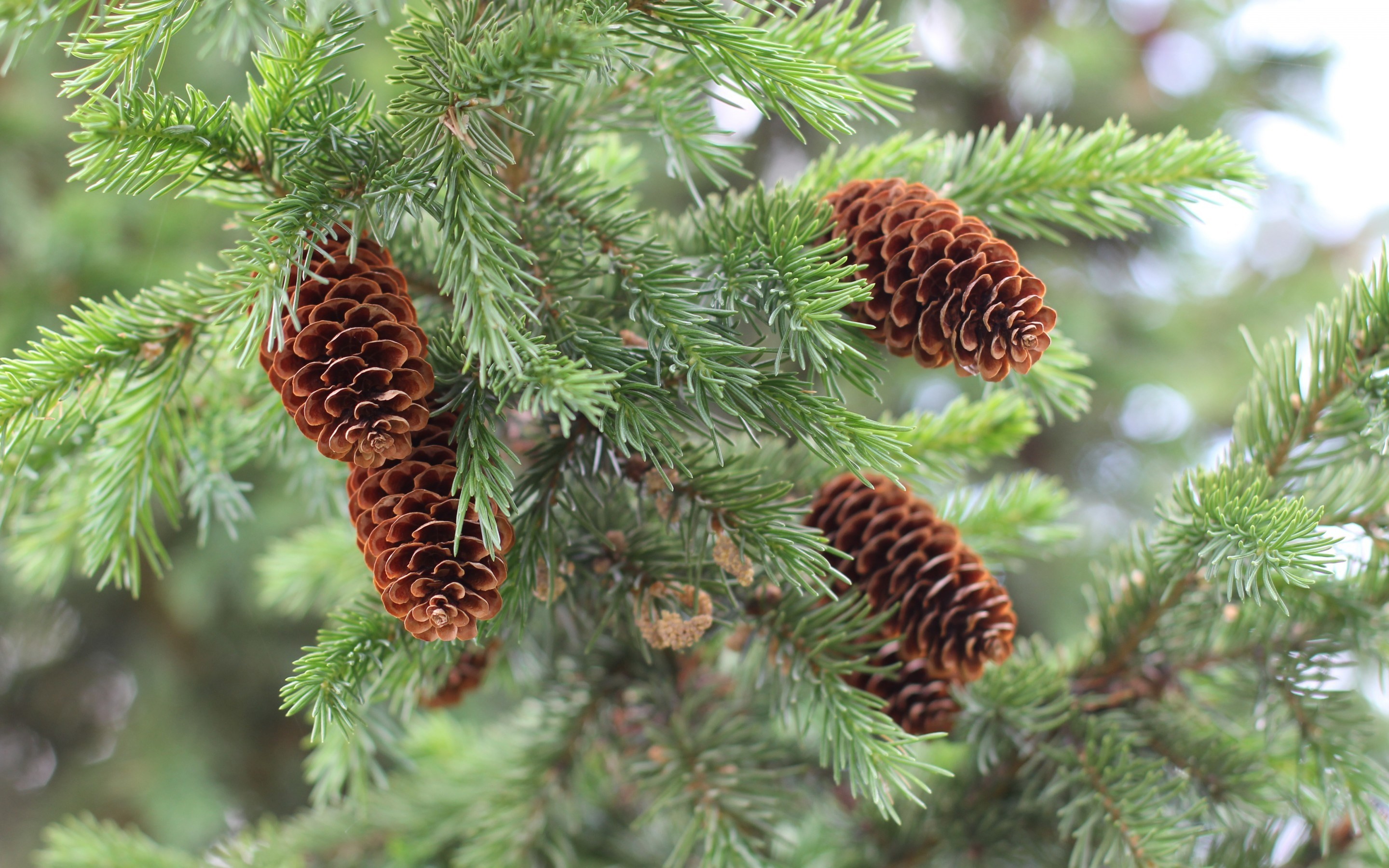 Pine Forest Desktop Wallpapers  Wallpaper Cave