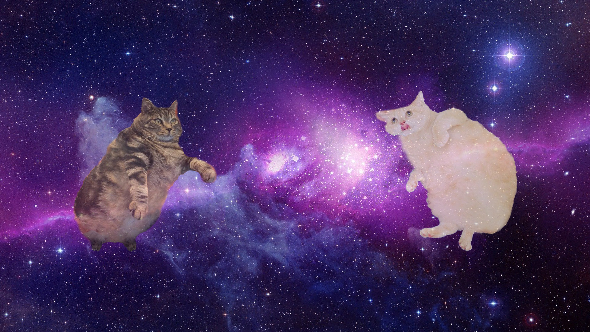 Space cat 1080P 2K 4K 5K HD wallpapers free download  Wallpaper Flare