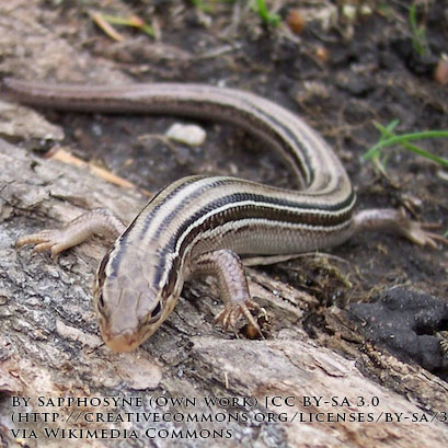 Northern Prairie Skink