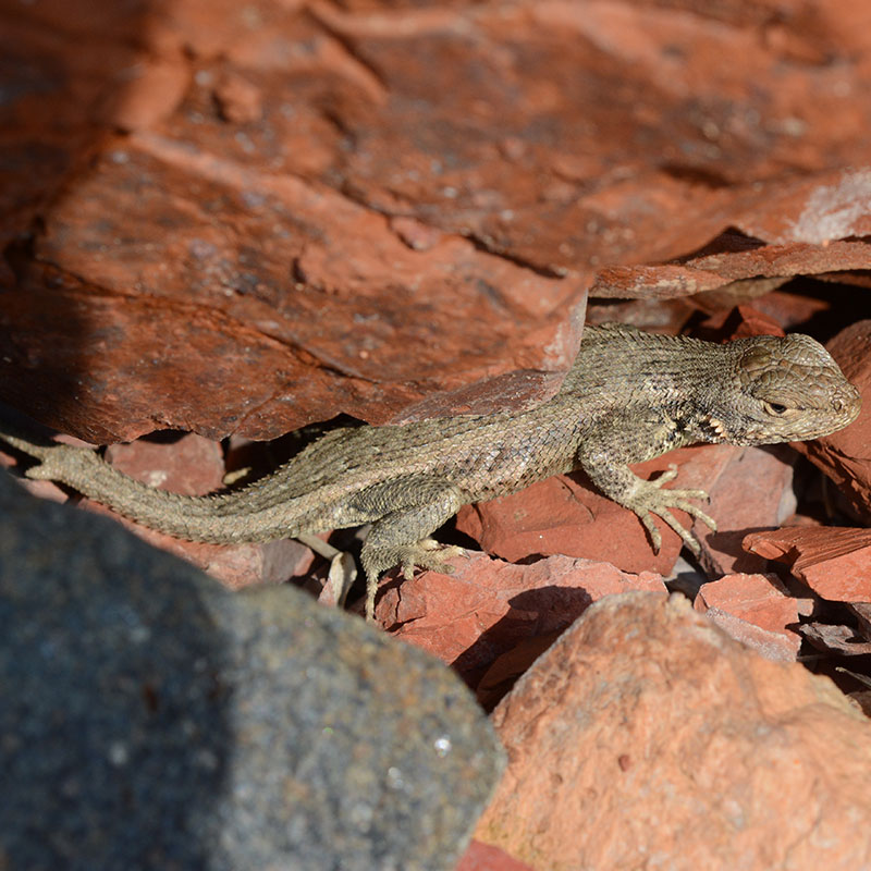 Sagebrush Lizard