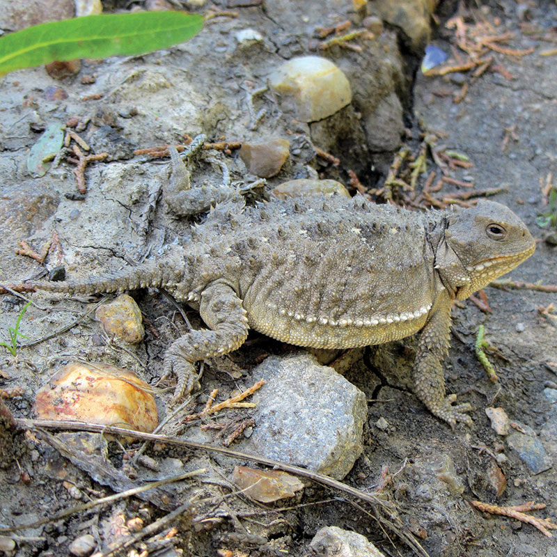 Short-horned Lizard