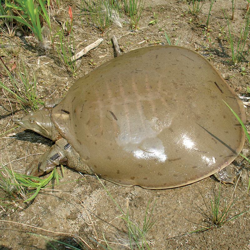 Smooth Softshell