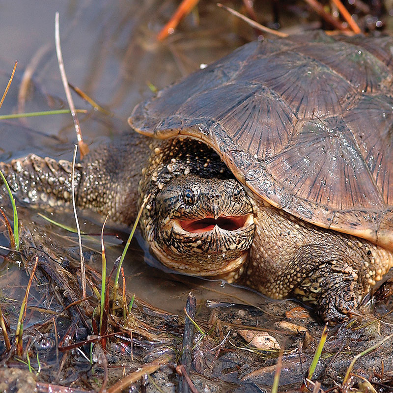 Snapping Turtle