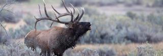 Muddy bull elk bugling 