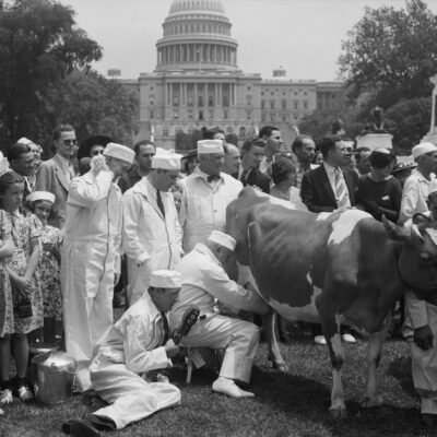 milking a cow on the Capitol grounds