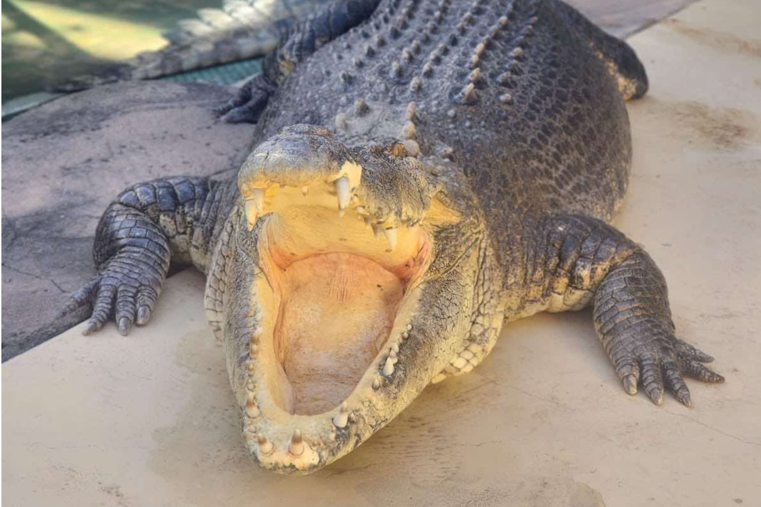 Burt, the croc made famous by Crocodile Dundee.