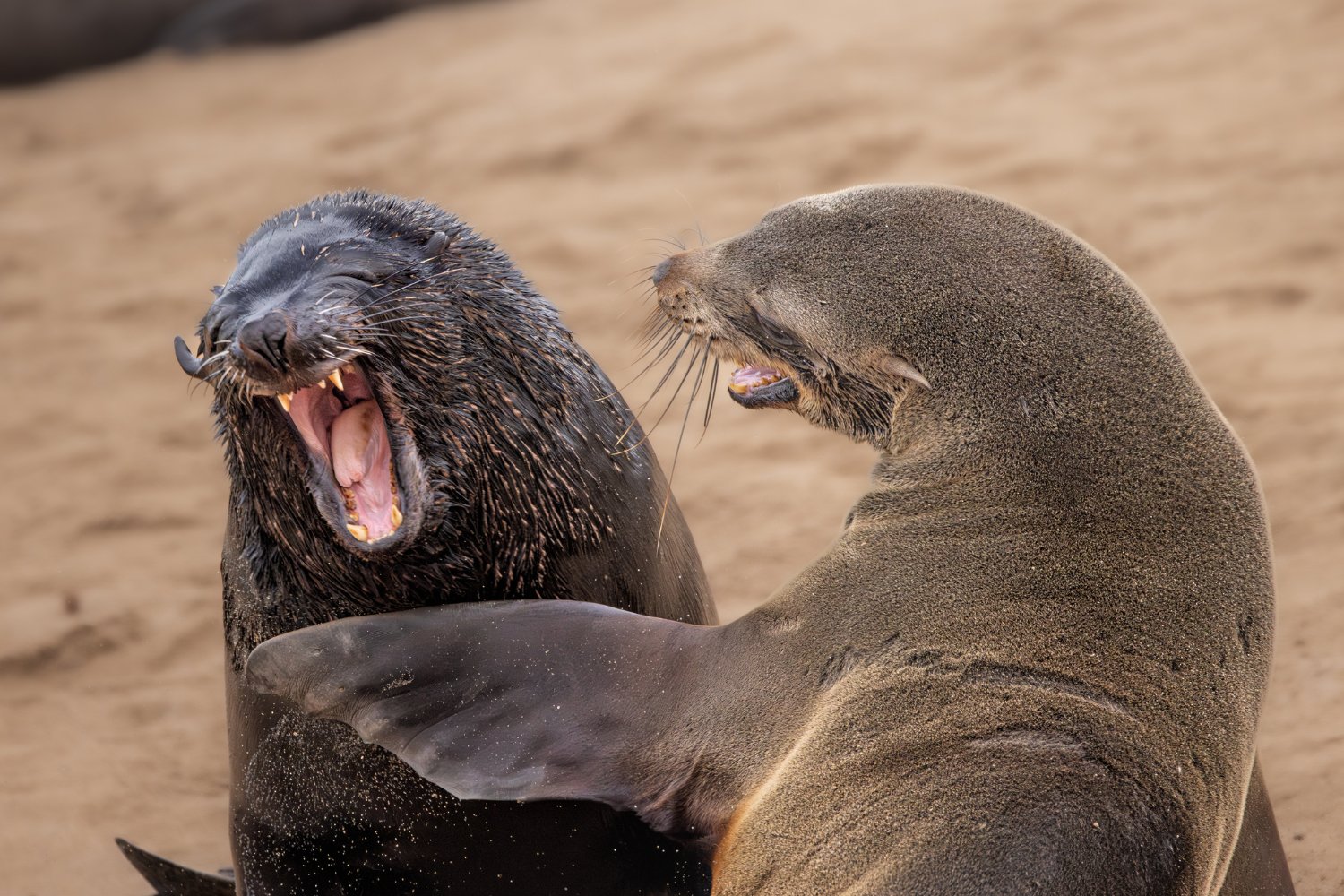 Cape fur seals looking like they are laughing.