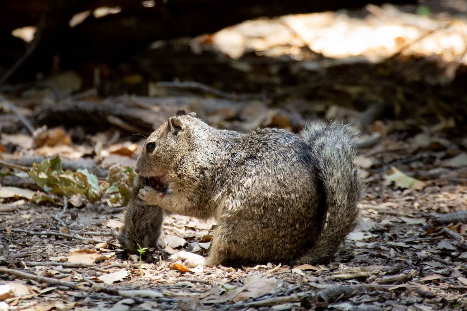 Squirrel With Vole