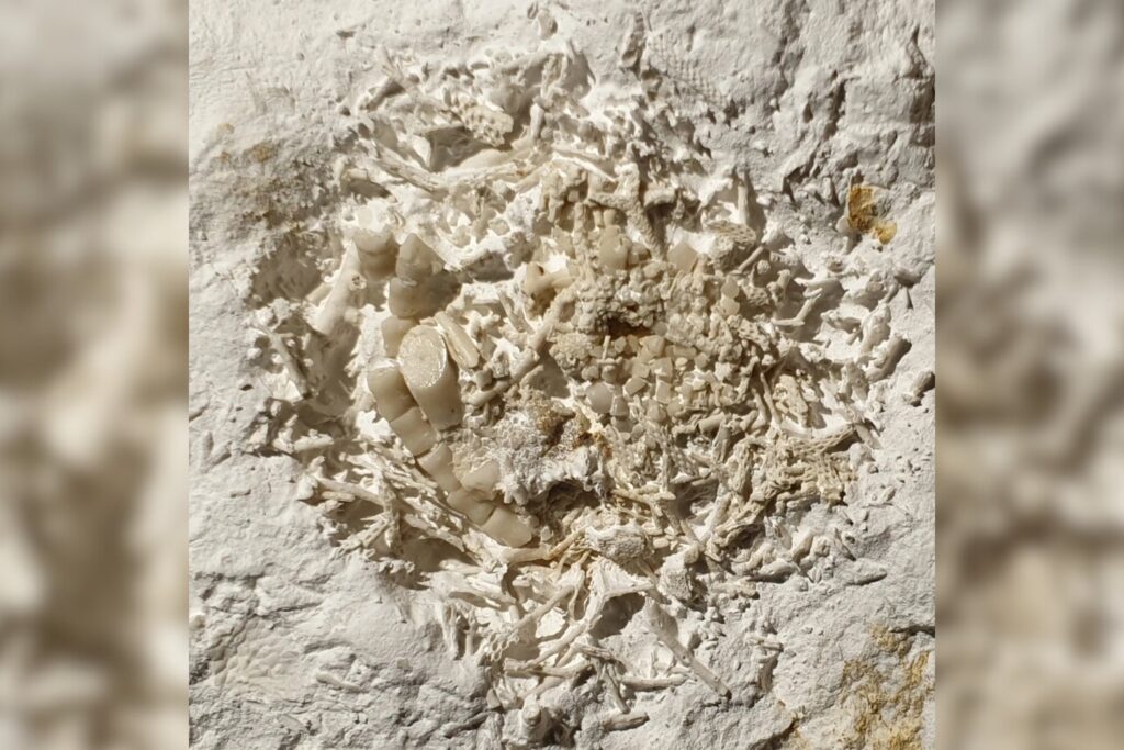 Fossilized fish vomit.