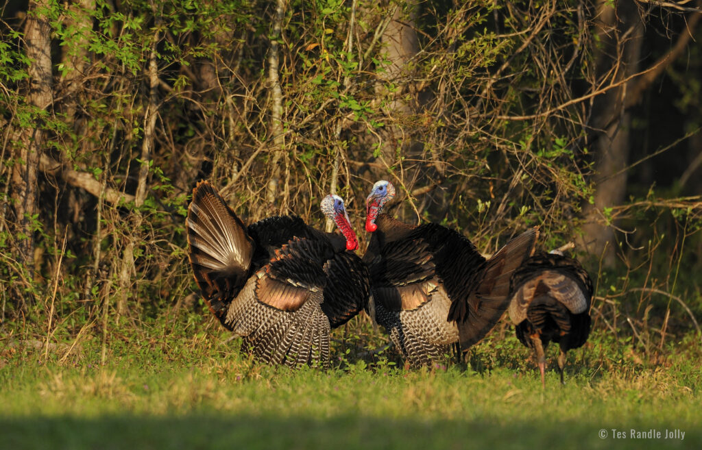 wild turkeys fighting