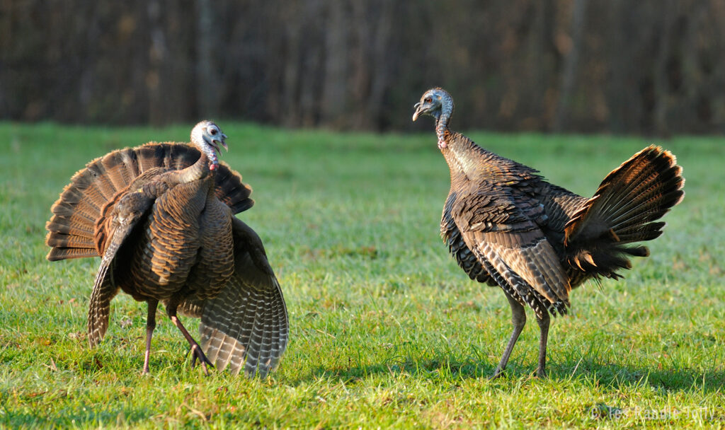 fighting hens